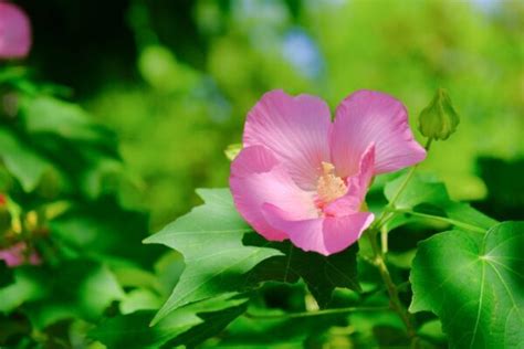 芙蓉難種|芙蓉（フヨウ）の育て方｜美しい花を咲かせる栽培の 